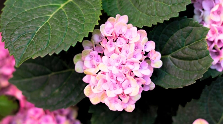 17-gorgeous-varieties-of-smooth-hydrangea