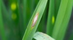 Blight Color How to Identify and Control Blight On Plants