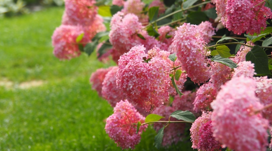 17 Gorgeous Varieties of Smooth Hydrangea