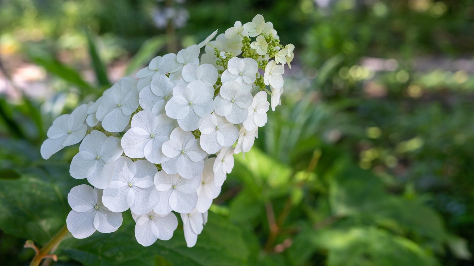 Known for its sturdy structure, it features white flower clusters and thick, leathery foliage.