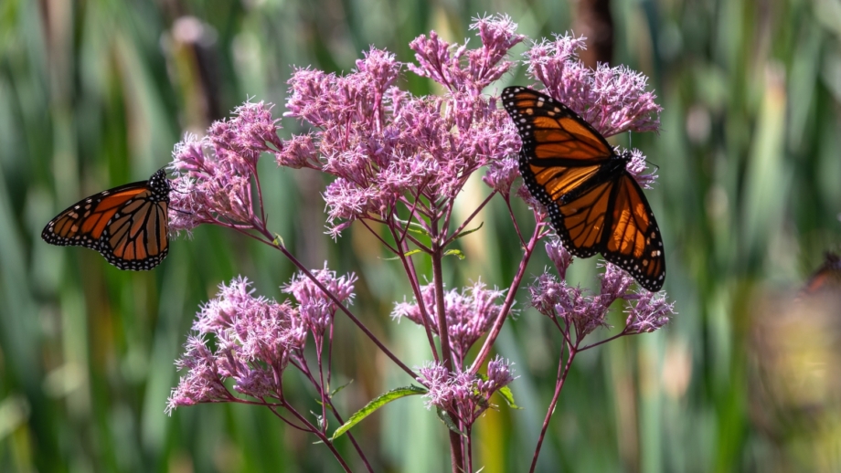 15 Native Plants for Pollinators in Northeast US Gardens