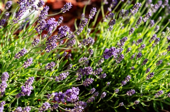 Lavender flowers, supported by delicate stems, gently sway in the sunlight.