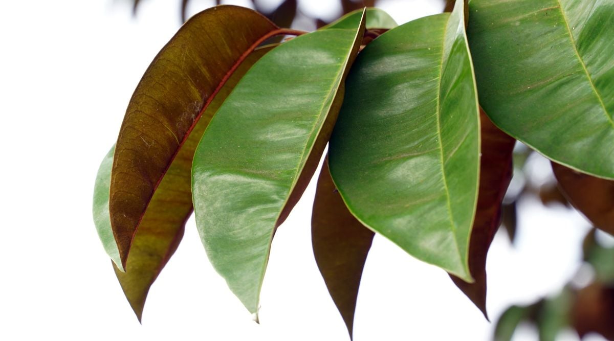 A branch of the cainito tree with leaves growing from either side, slightly drooping with their tips pointing to downward on a gloomy day