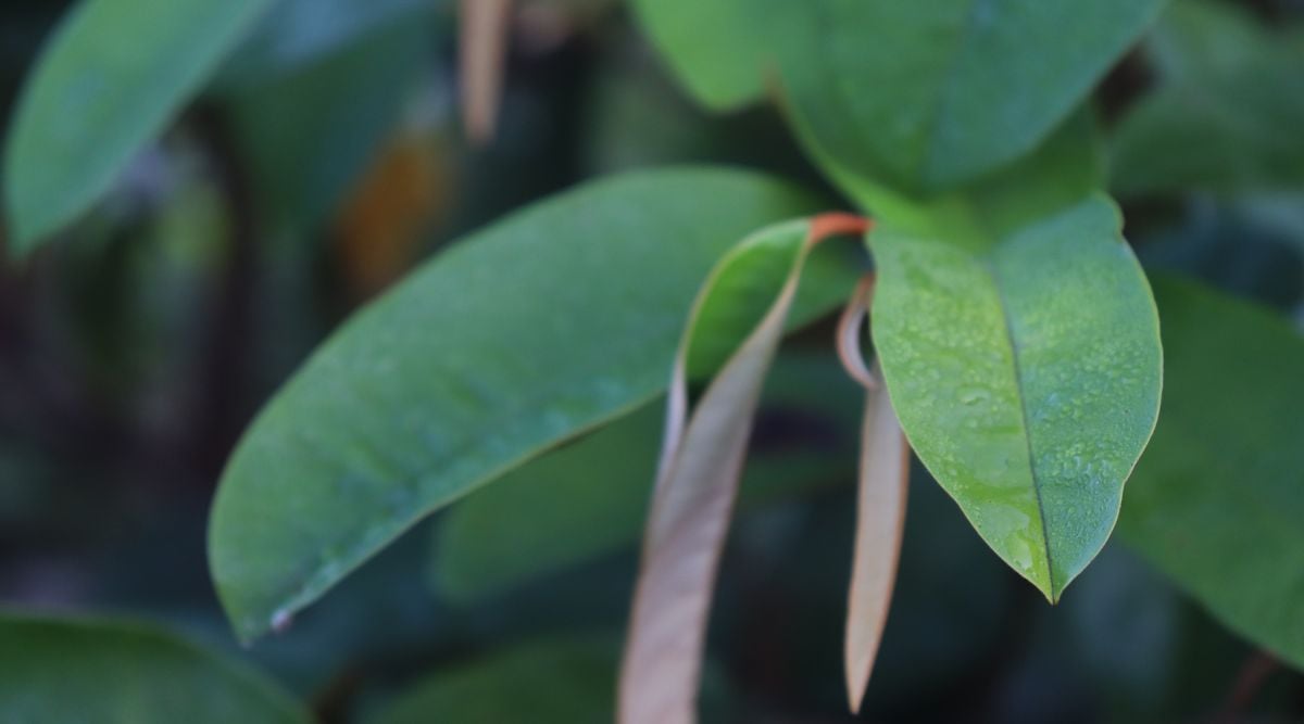 deep green colored leaves of the Chrysophyllum cainito tree placed on top of each other forming an L with small droplets on their surface