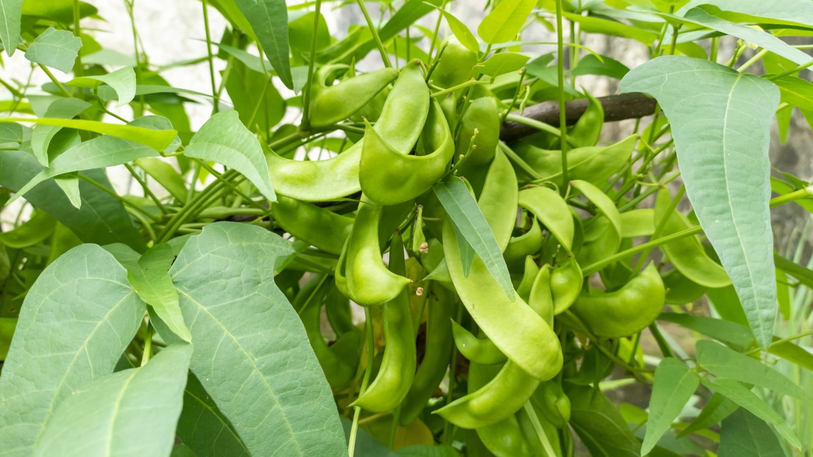 Lima beans, green and elongated, dangle in a cluster amidst green leaves.
