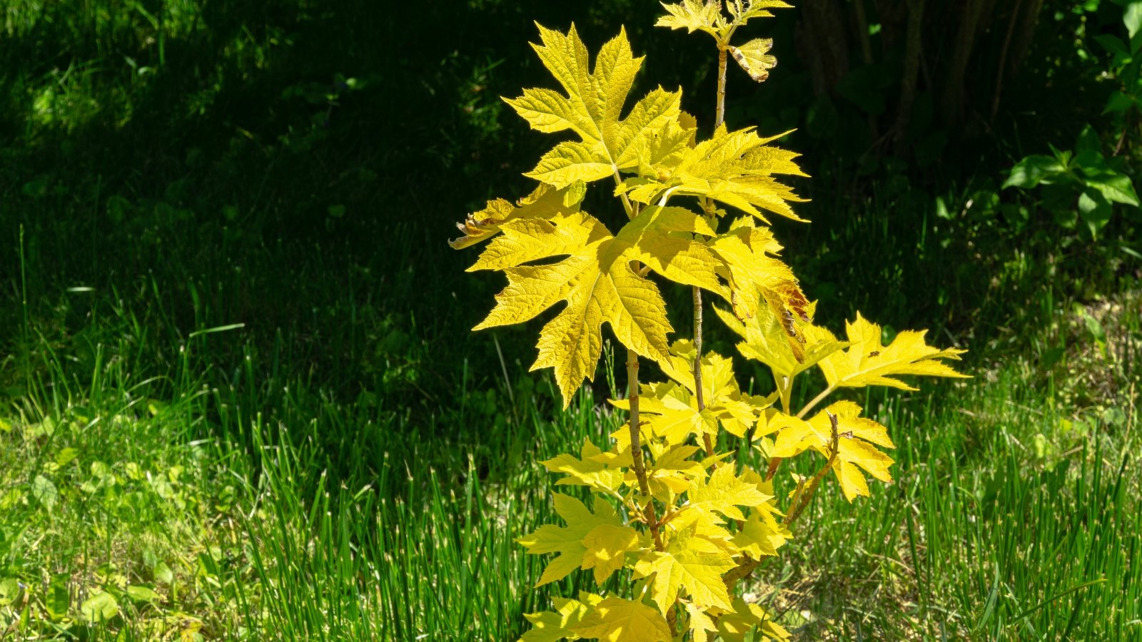 This variety features compact growth with small, bright yellow leaves.