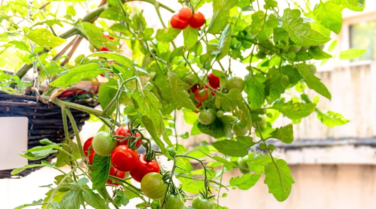 ripe Lycopersicon esculentum hanging in a pot in a garden