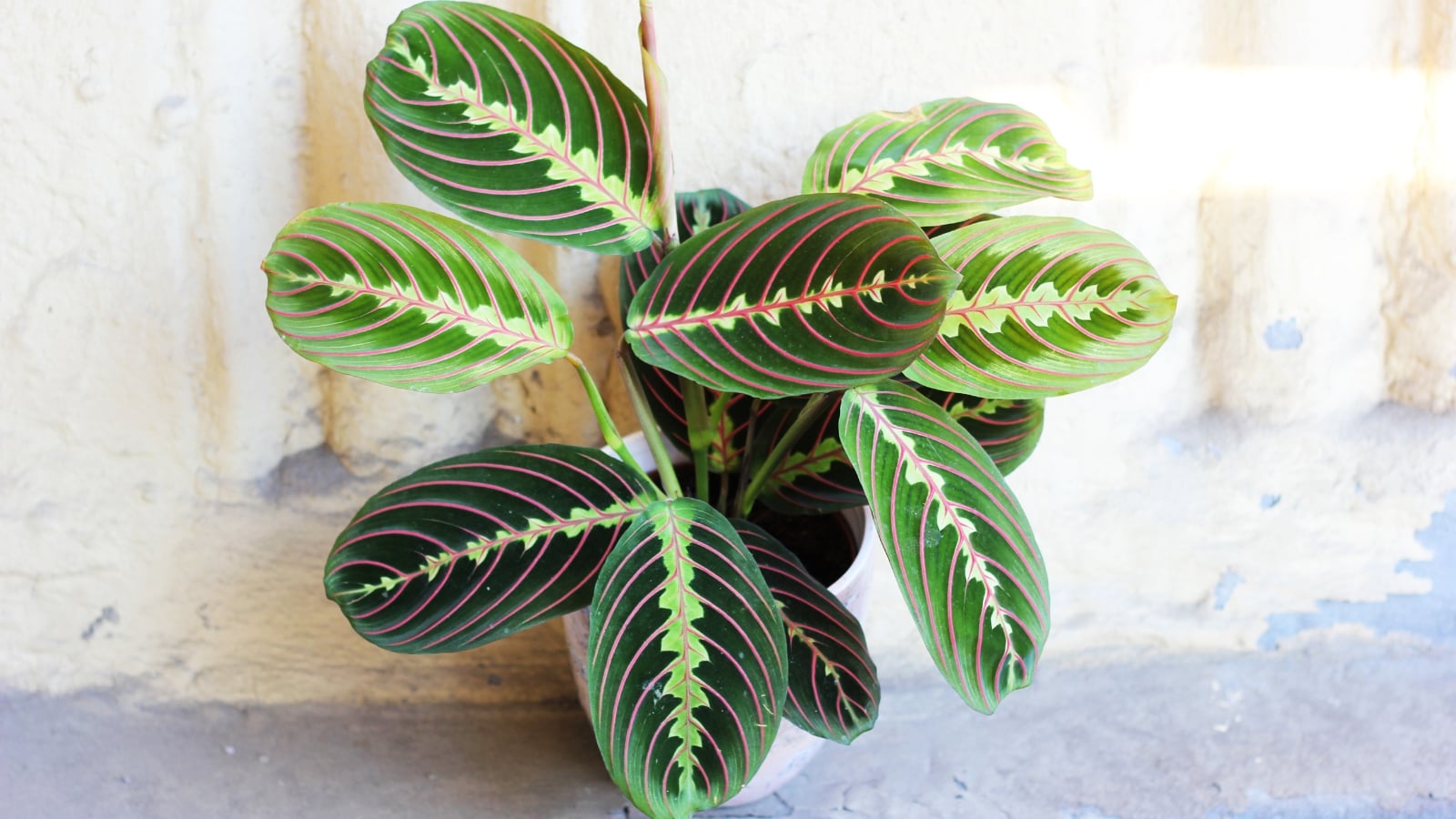 17 Houseplants with Red Foliage