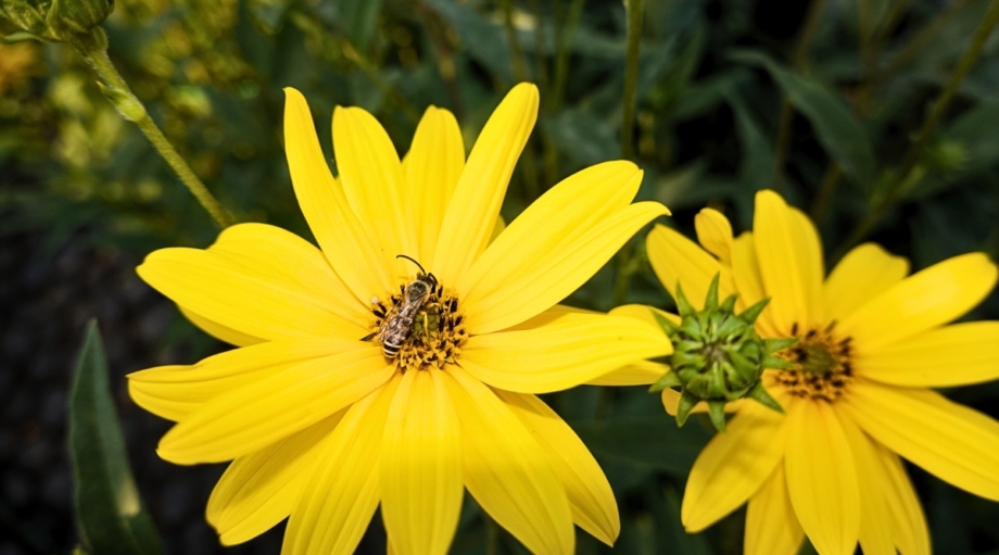 31 Plants to Attract Beneficial Insects to Your Garden