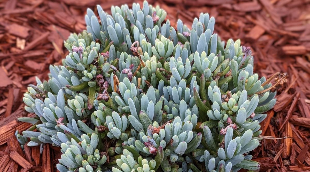 Succulents appearing bluish gray and vibrant greens, growing on a surface covered in red wood chips with scattered purple round balls that look like flower buds