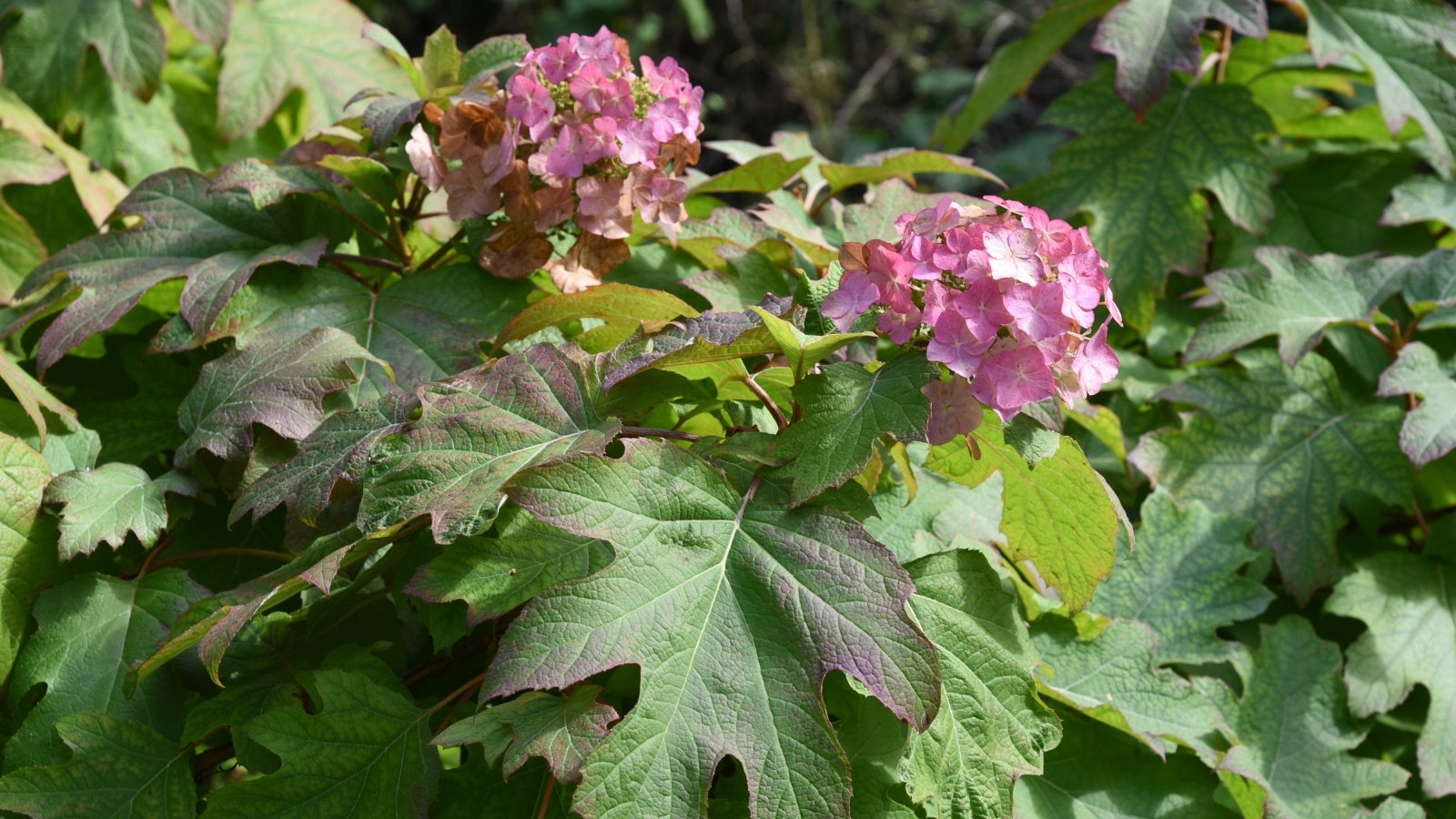 Known for its dwarf stature, it has smaller, deeply lobed leaves and clusters of white flowers that age to pink.