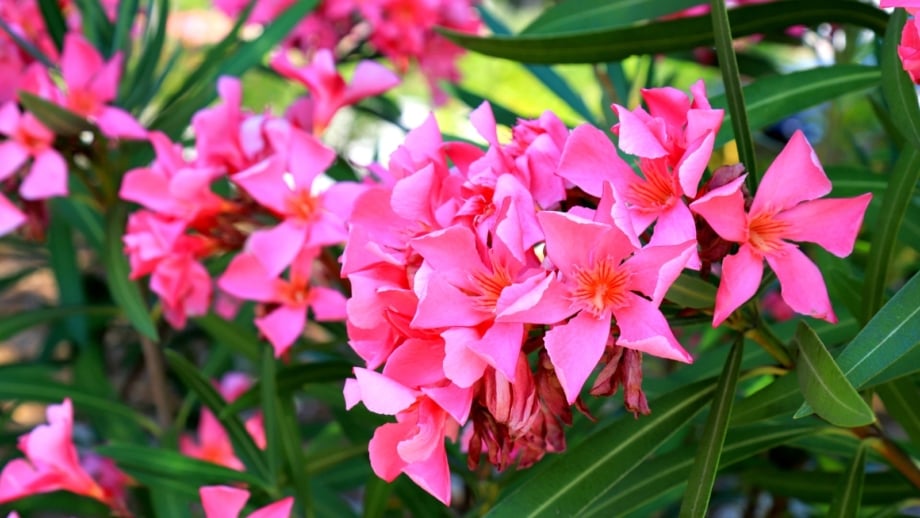 29 Common Garden Plants That Are Poisonous