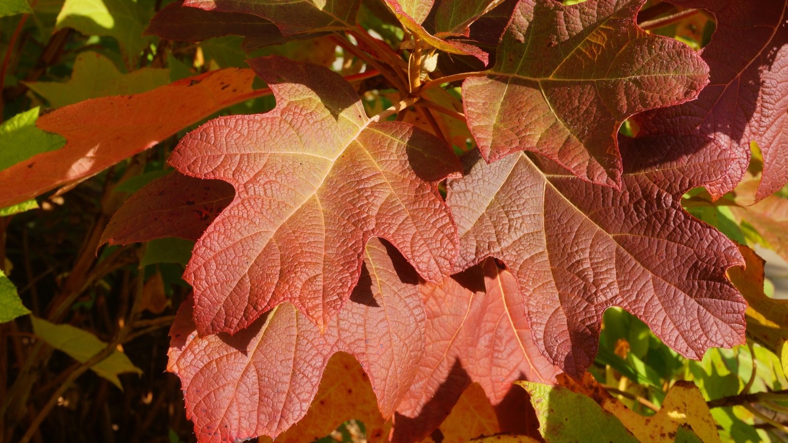 The red leaves are large, deeply lobed, and display a vibrant, rich crimson hue.