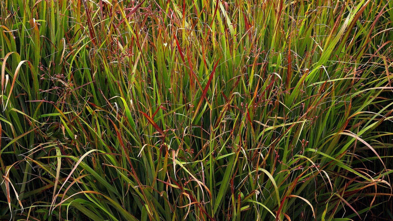 26 Best Native Plants For Containers: Regional Recommendations