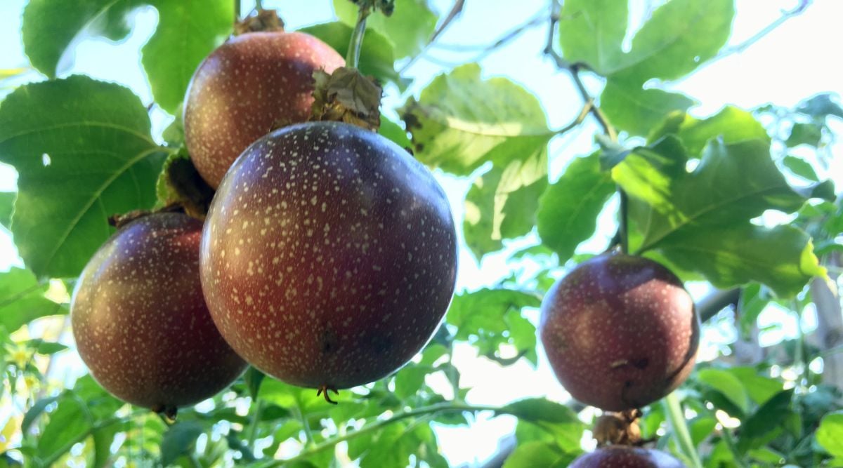 Four pieces of dark-colored crops of the passiflora edulis f. flavircarpa if the Panama Red variety, looking almost red-purple with a dark vibrant hue receiving light under the sun