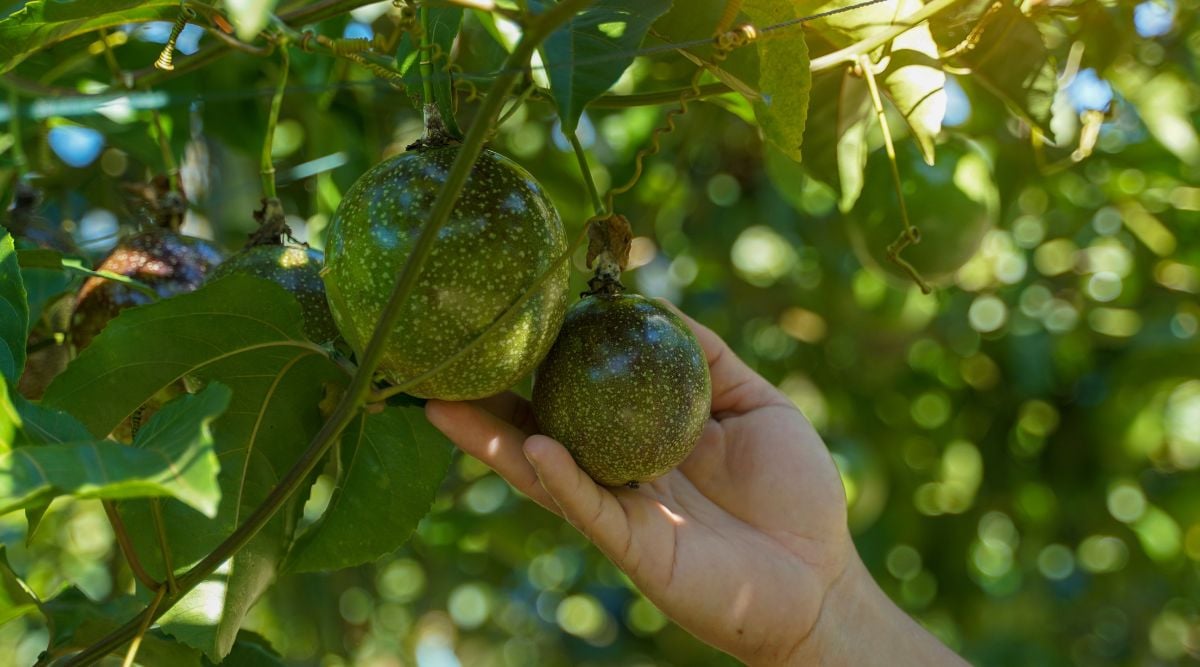 Passion fruits held by a hand while still attached to plant with vivid green color dangling under shade of its leaves and vines