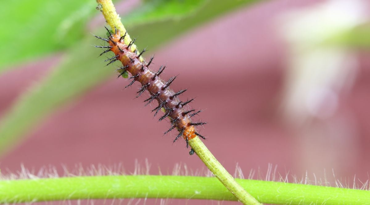 Caterpillar crawling on a passiflora edulis vine, having a bright green color in contrast tp the insect's brown hue