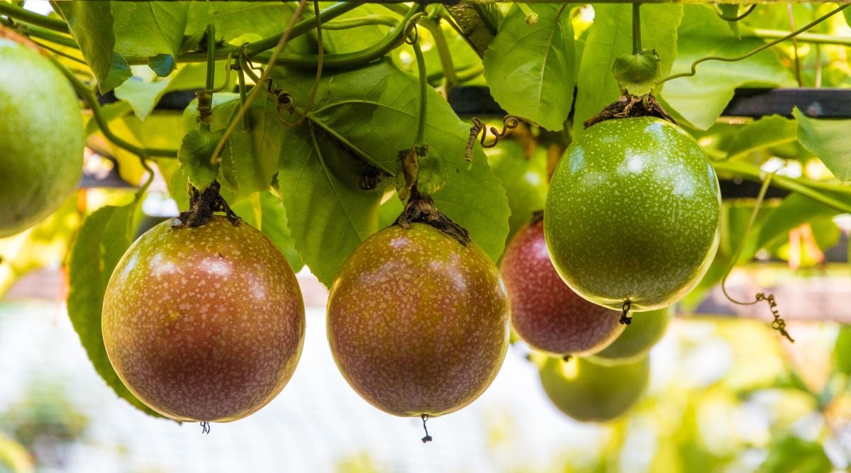 Multiple pieces of green crops appearing to gradually changing colors with deep and light hues of red, dangling from a vine