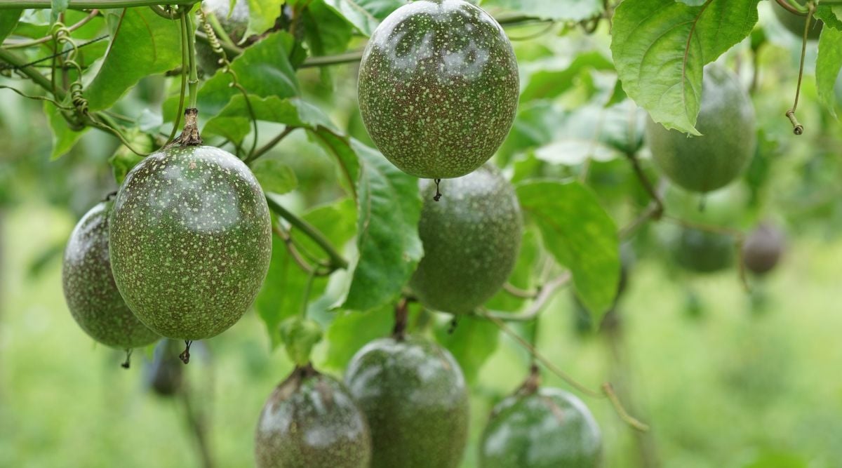 Multiple, round passiflora edulis dangling from vines with a deep green color, fruits appearing almost dark purple in some parts in a shady spot