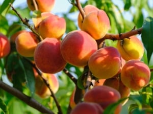 Some beatiful, ripe, prunus persicas hanging freely on a tree on a sunny day.