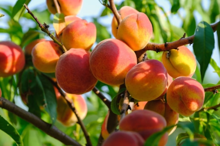 Some beatiful, ripe, prunus persicas hanging freely on a tree on a sunny day.