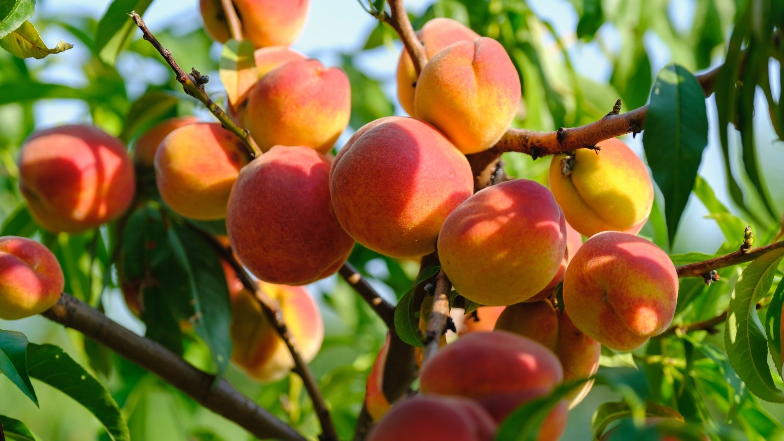 Some beatiful, ripe, prunus persicas hanging freely on a tree on a sunny day.