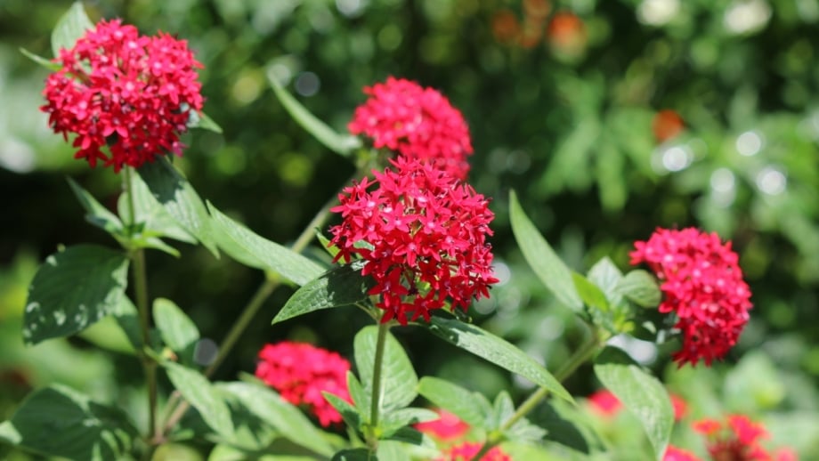 How to Plant, Grow, and Care For Pentas