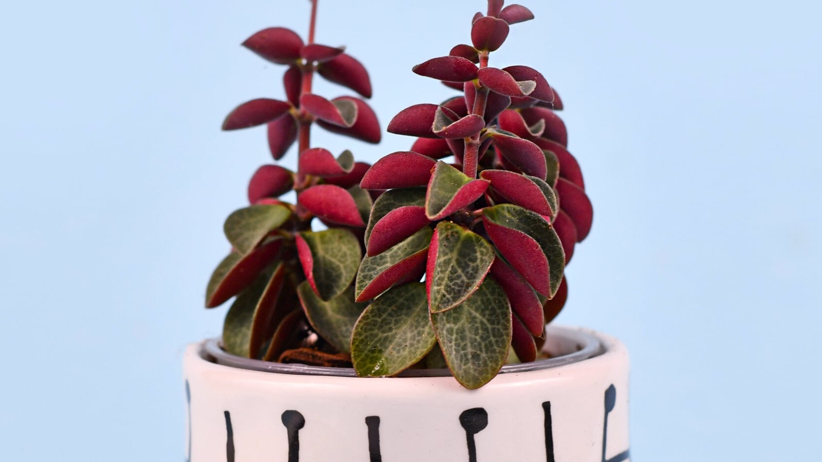 17 Houseplants with Red Foliage