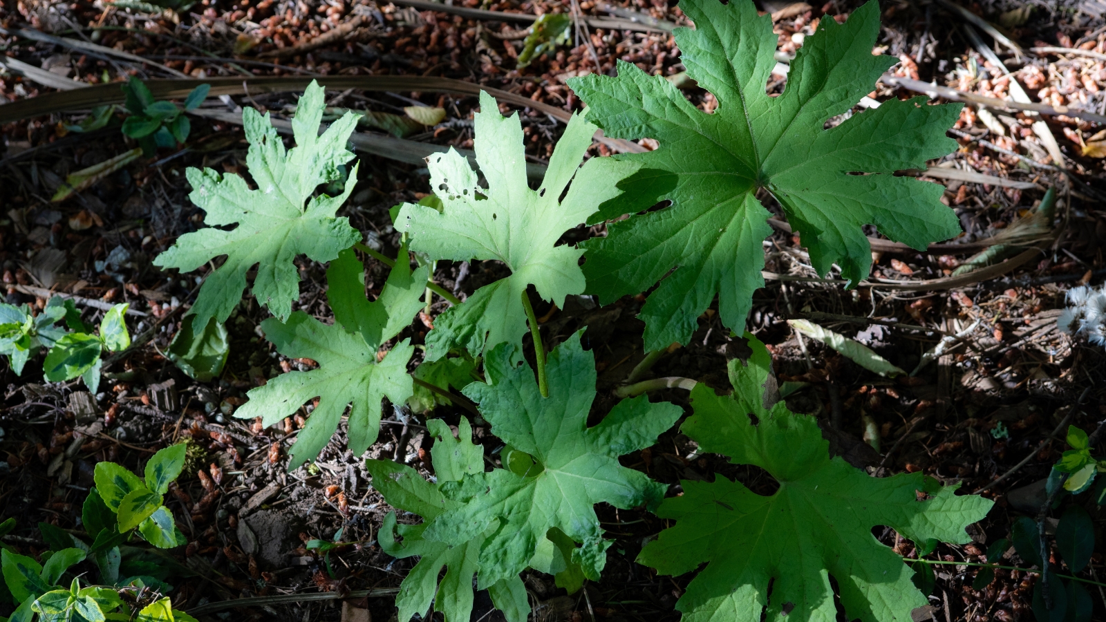 Golden coltsfoot plant with deeply lobed leaves resembling stars, illuminated by sunlight.