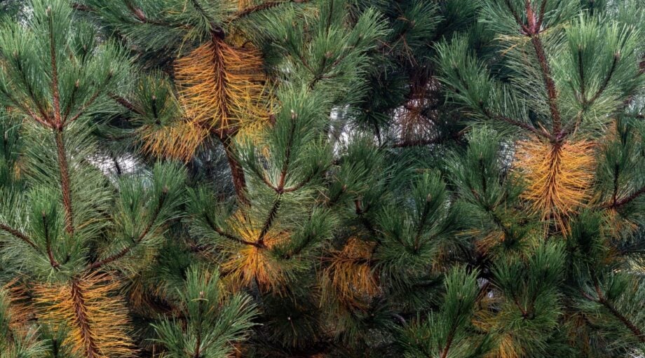 9 Common Pine Tree Diseases to Watch for in Your Landscape