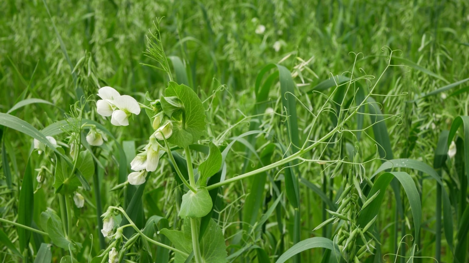 11 Nitrogen-Fixing Plants That Will Improve Your Garden Soil