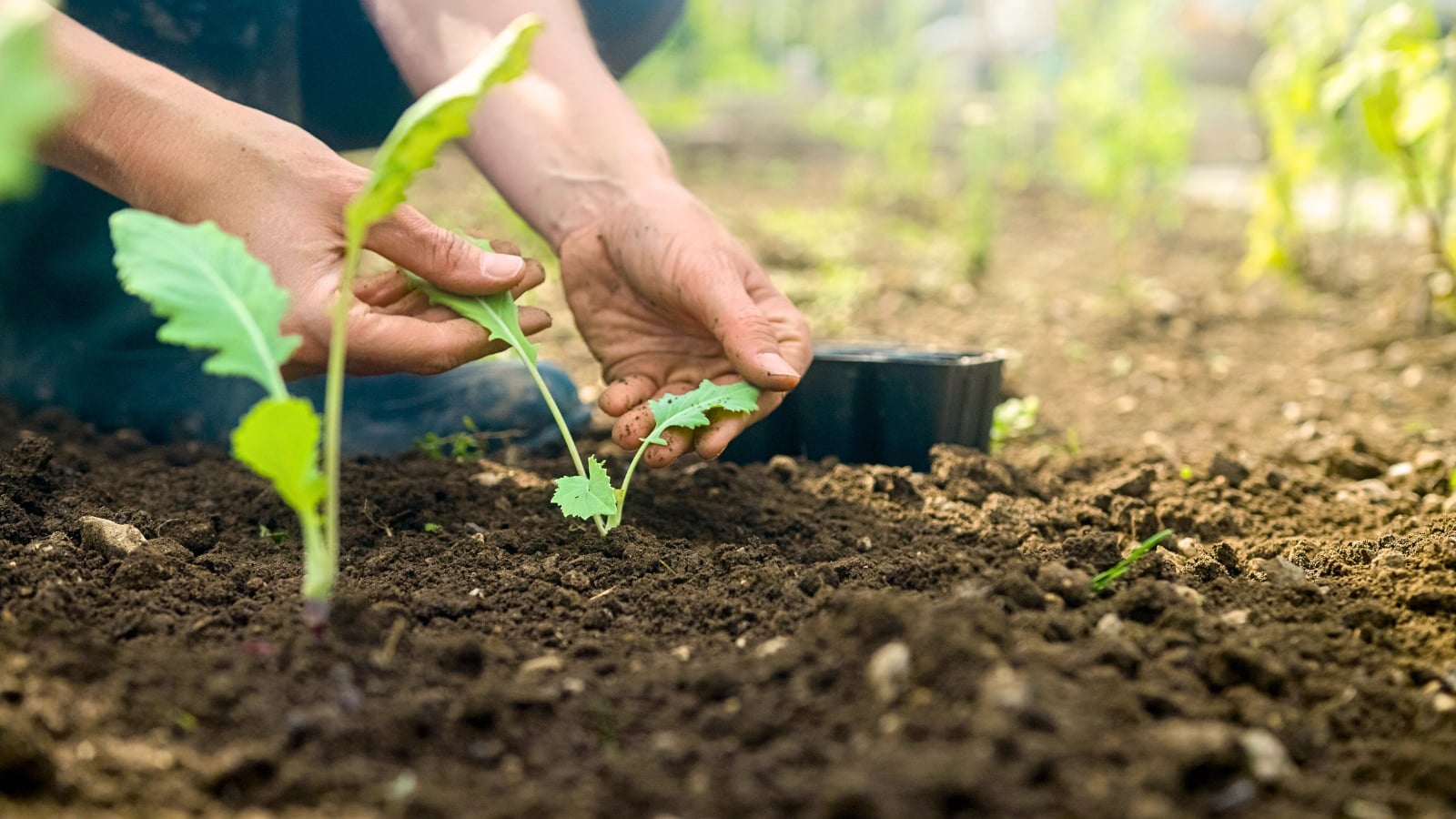 Close-up of a gardener planting young Brassica rapa subsp. pekinensis seedlings with oval green leaves featuring wavy edges.