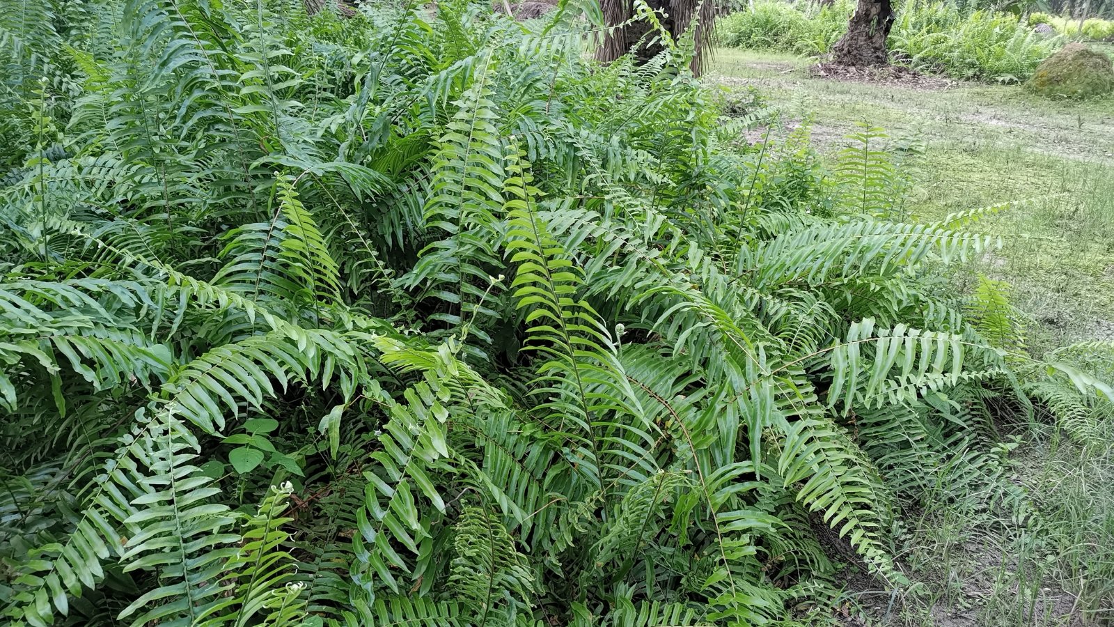 Lush Christmas ferns with vibrant green fronds and delicate, arching stems.