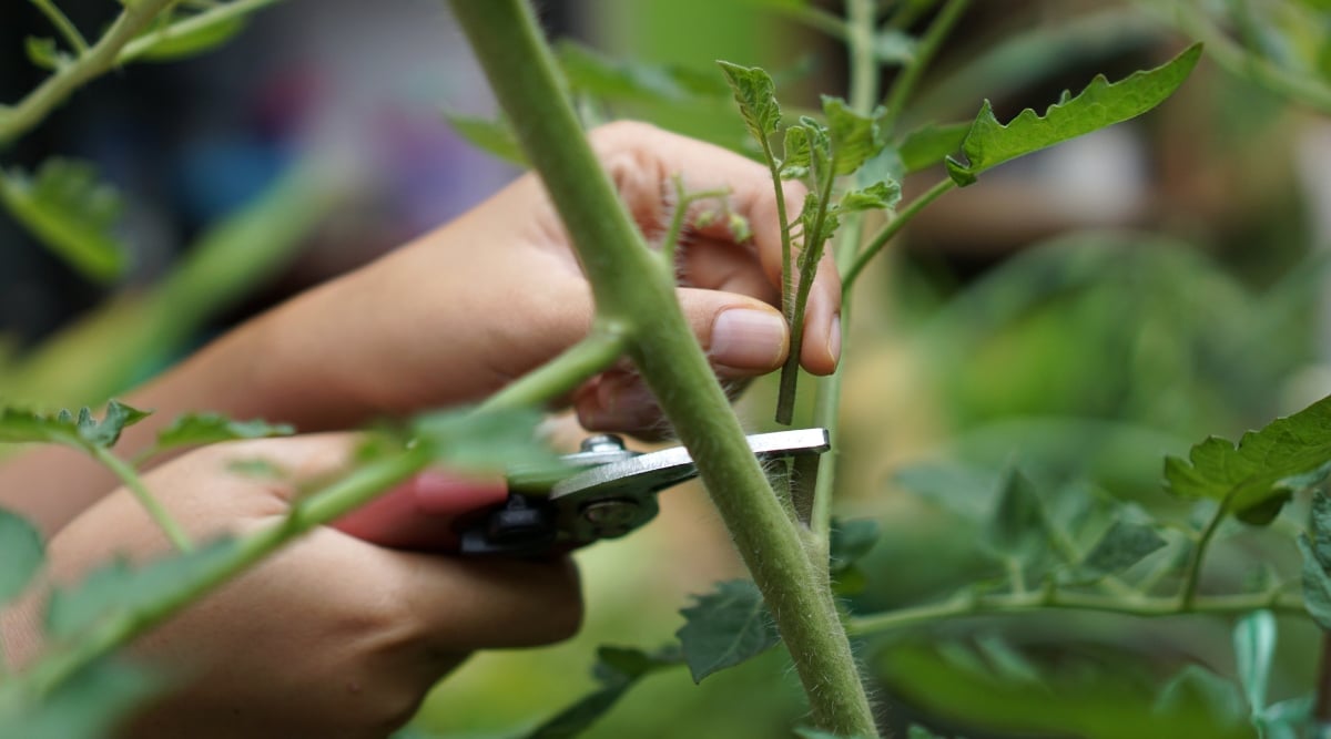 A person pruning, cutting off suckers that grow between the stems of a plant