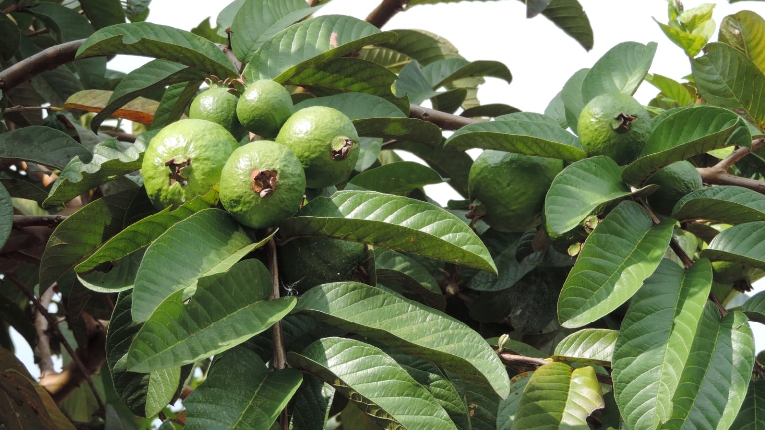 How to Plant, Grow, and Care For ‘Barbie Pink’ Guava Trees