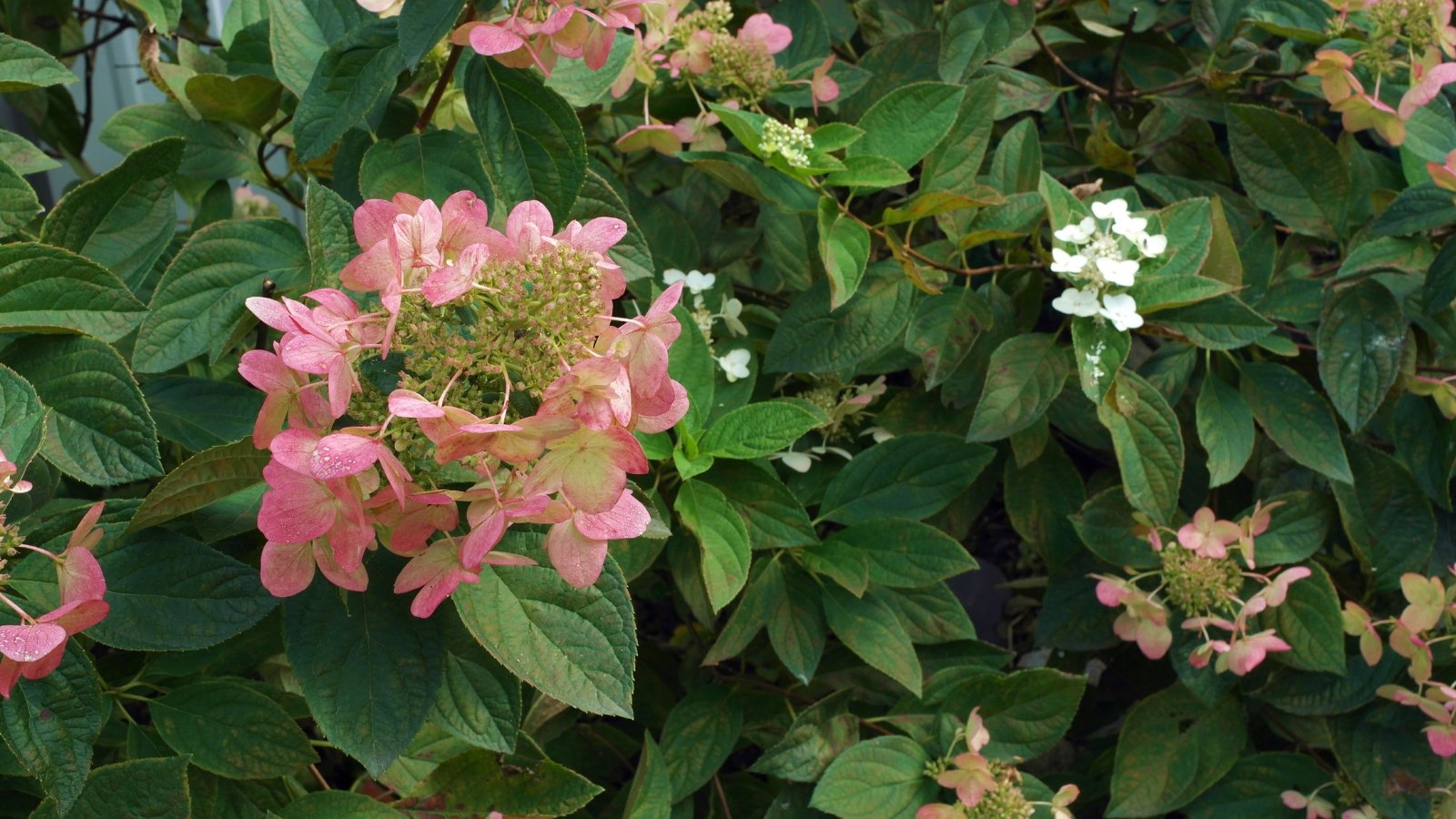 This bush offers large, dramatic creamy-pink blooms and broad, deeply lobed leaves that turn a striking red in autumn.