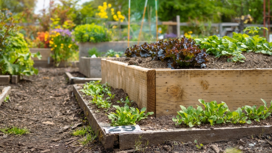 How To Start a Raised Bed Garden in 9 Steps