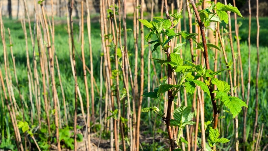 How to Prune Raspberries in 7 Steps