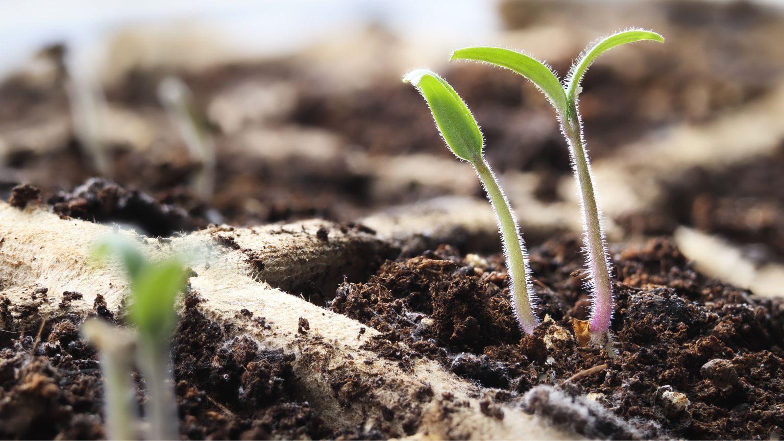 Tiny and dainty young plant emerge from dark brown soil planted in divide sections in tray placed near a light source