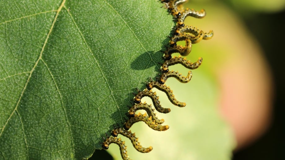 What’s Eating My Hollyhocks? 7 Hollyhock Pests