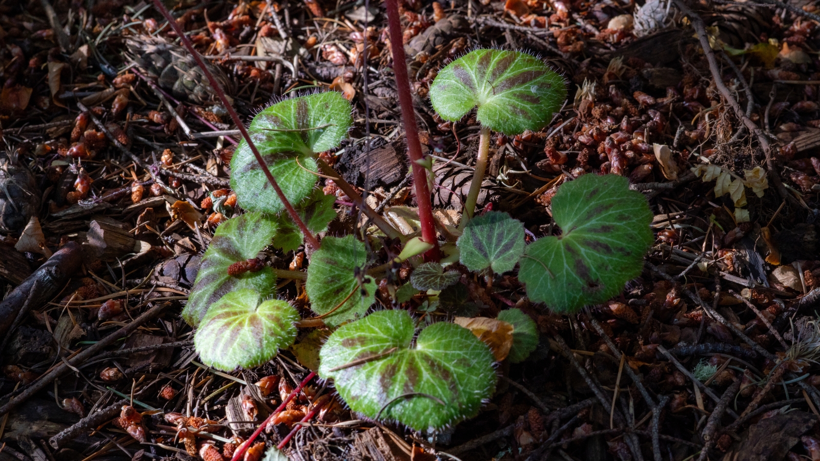 A strawberry begonia plant with fuzzy leaves, thriving in a ground covered with dried twigs.