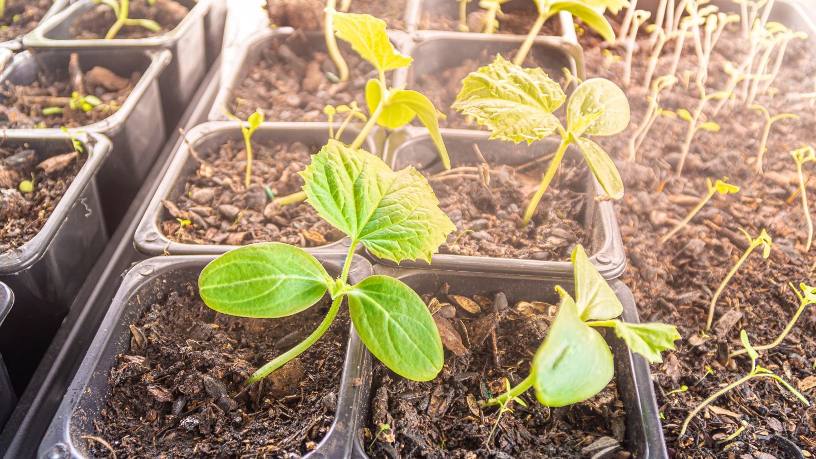 Seedling of various plant varieties with bright green color, leaning toward a strong light source with a warm hue