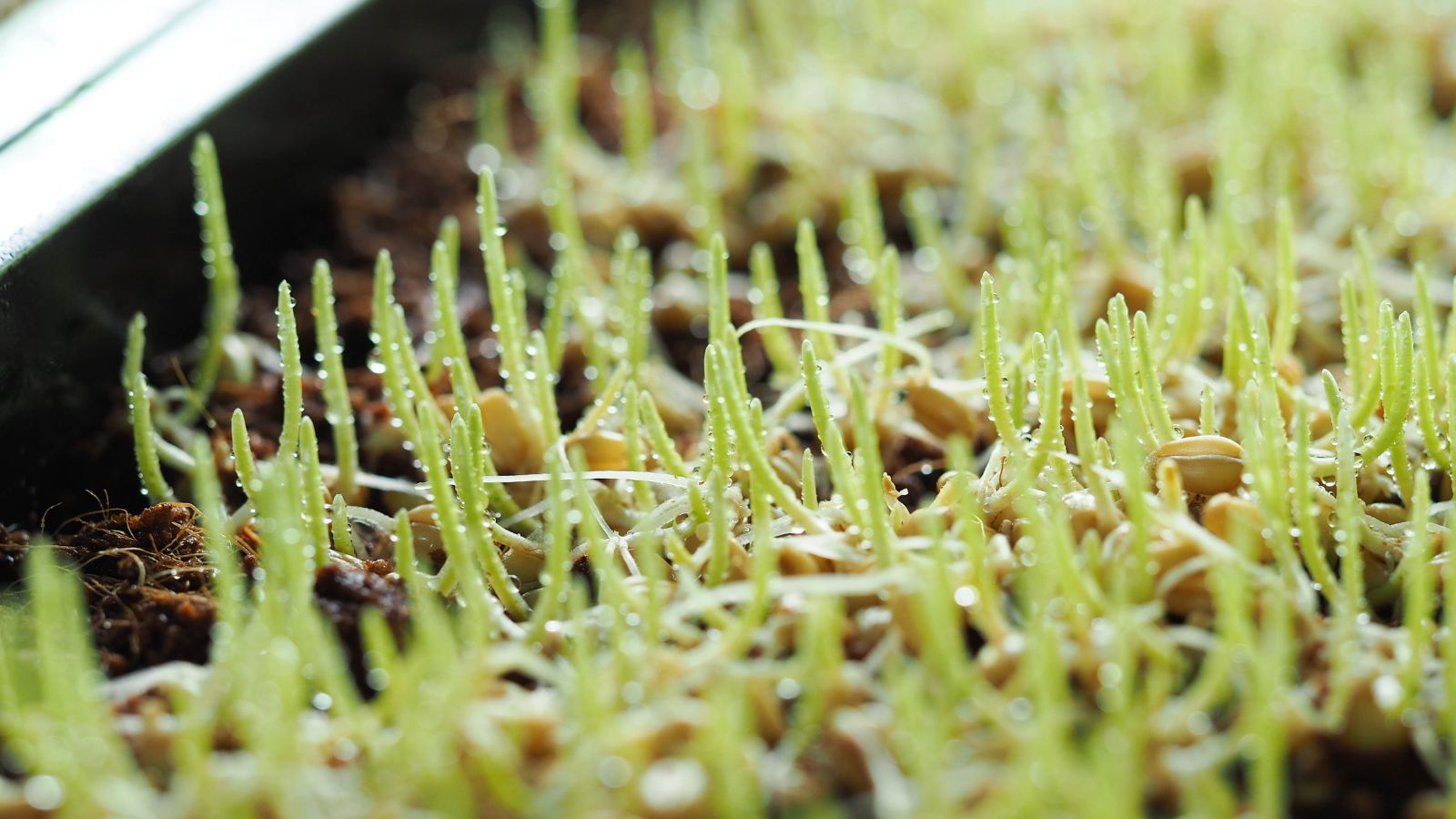 Light green shoots emerging from light brown seeds placed on dark brown soil mix material placed in a black tray meant for growing sprouts
