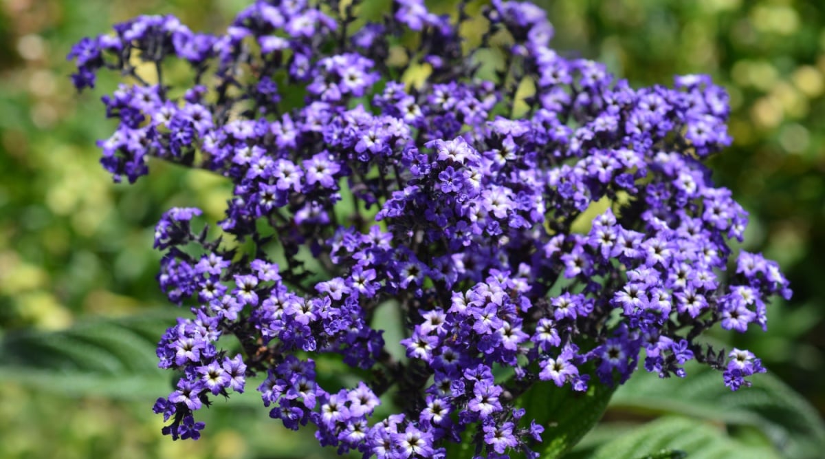 tiny purple flowers with white centers on a sunny day