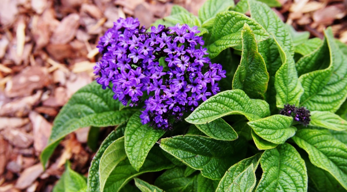 a cluster of deep violet blooms on broad green leaves.
