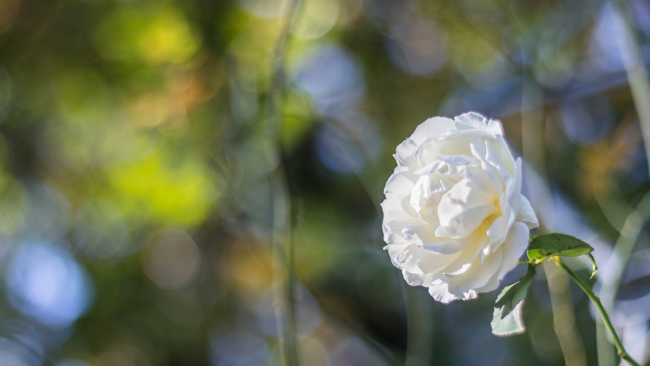 How to Plant, Grow, and Care for 'Iceberg' Roses