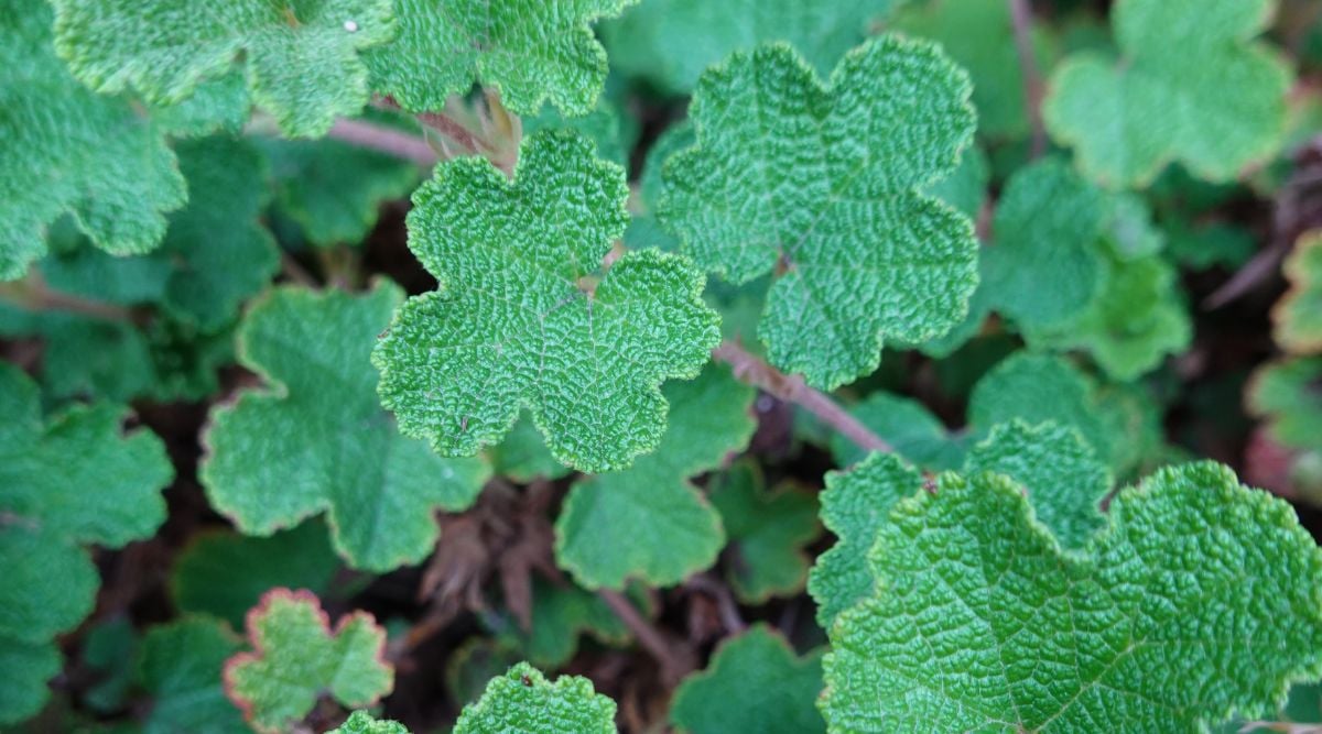 Deep green colored leaves of the Rubus rolfei with a unique clover-like shape with small curves on its edges and textured surface