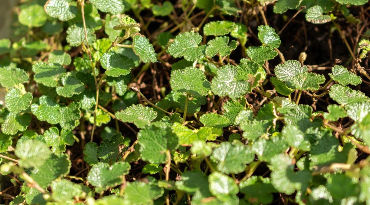 Small leaves of the Rubus calycinoides plant with vivid brown woody stems appearing brightly in a sunny garden