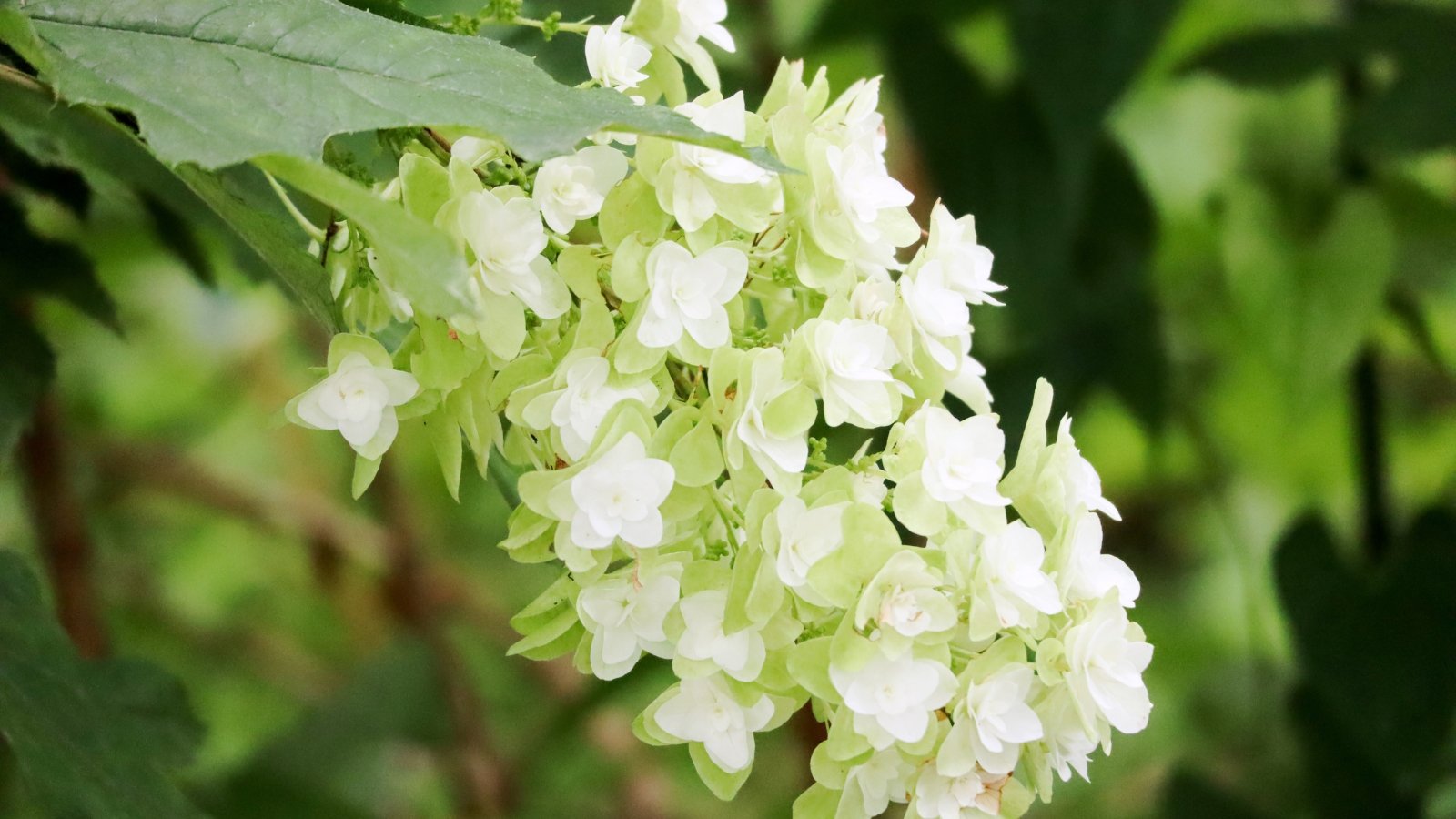 This bush is distinguished by its layered, double white blossoms and bold green leaves.