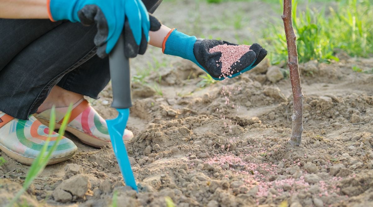 Someone hunched over holding fertilizer while wearing gloves, with a blue shovel in hand sprinkling pink granules over soil